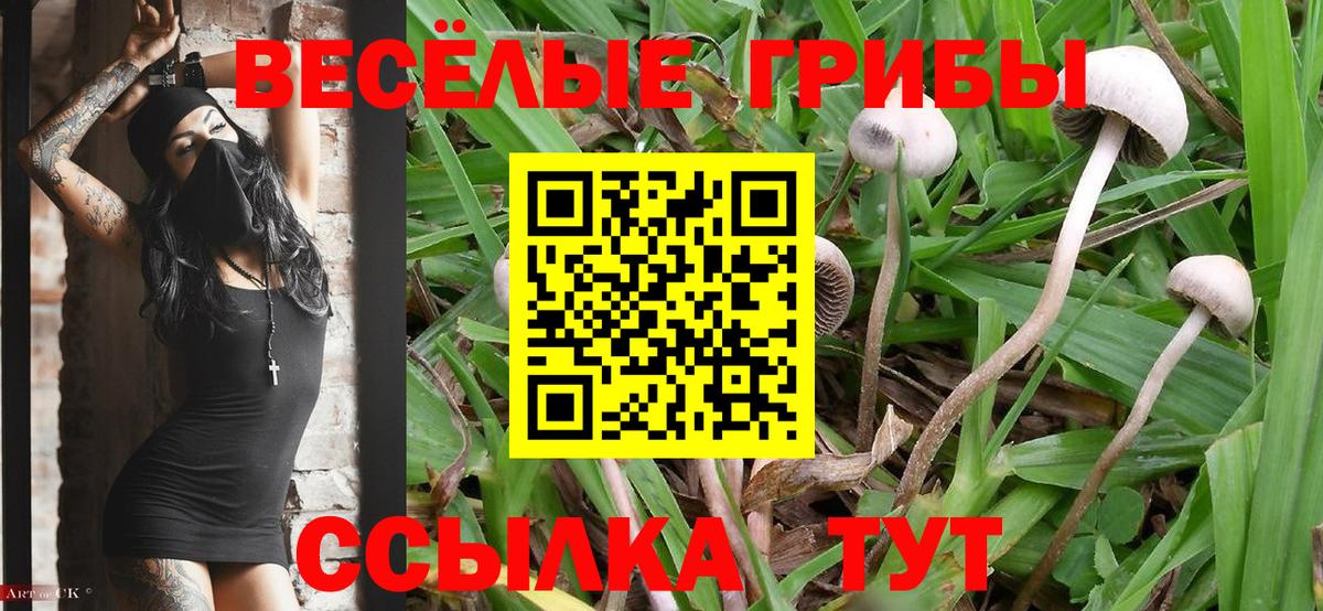 Галлюциногенные грибы ЛСД  Вход с VPN  Муравленко  купить закладку  Псилоцибиновые грибы GOLDEN TEACHER 